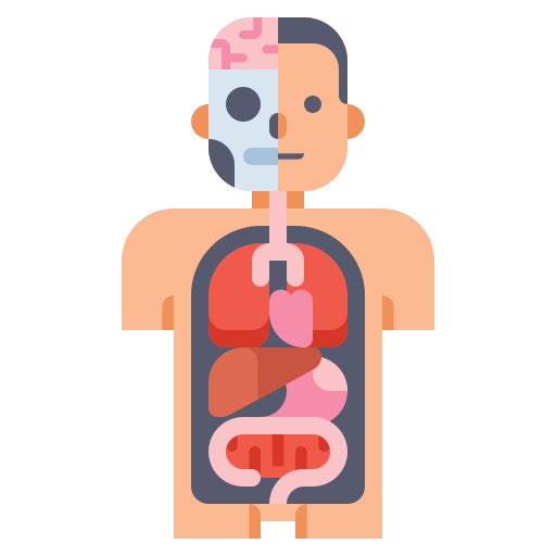 Anatomía