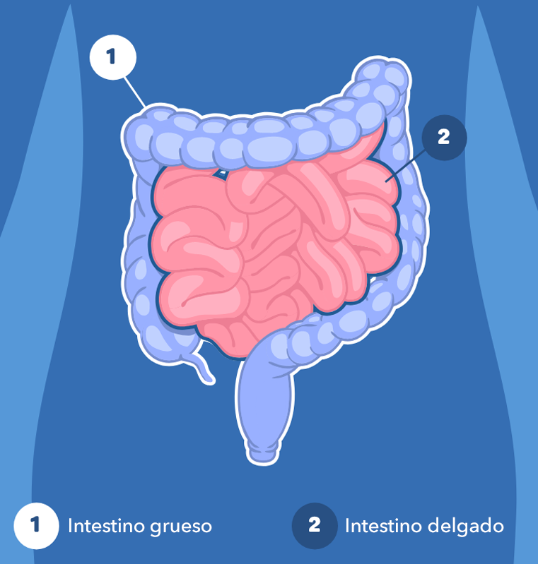 organo